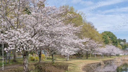 日本の風景｜春の桜と池・千葉市　大百池公園