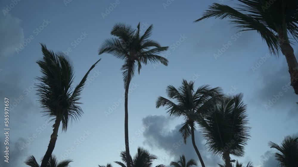 Sun beds and palm trees on beach at daybreak, Bavaro Beach, Punta Cana, Dominican Republic, West Indies, Caribbean, Central America Sun beds and palm trees on beach at daybreak, Bavaro Beach, Punta Cana, Dominican Republic, West Indies, Caribbean, Central America