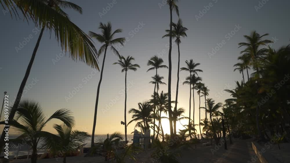 Palm trees at sunrise, Bavaro Beach, Punta Cana, Dominican Republic, West Indies, Caribbean, Central America