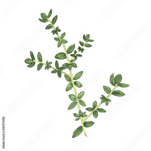 Thyme sprig herb isolated on white