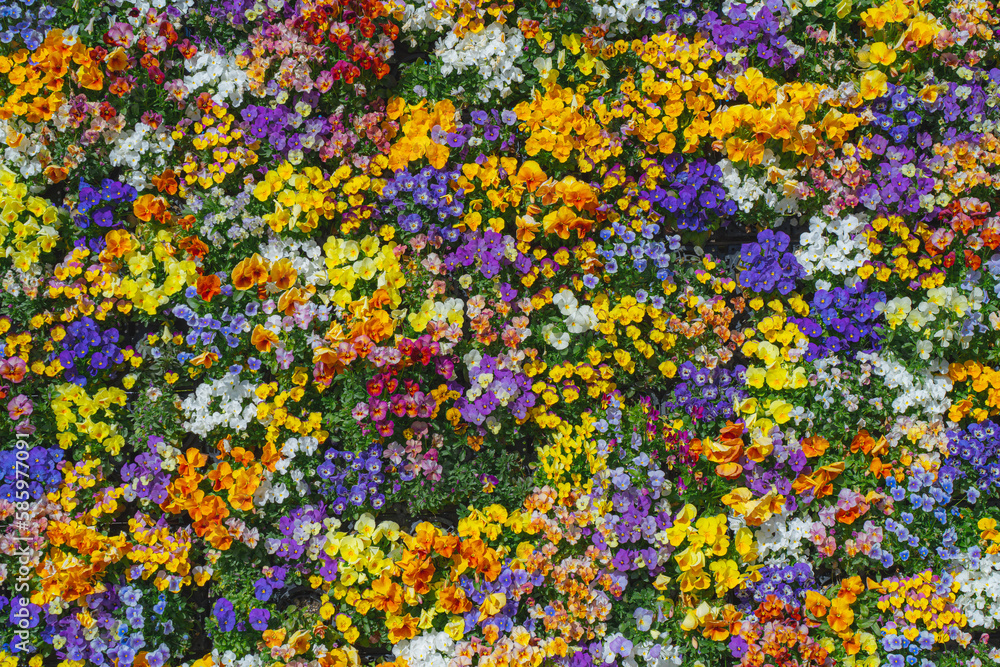 Fototapeta premium 色とりどりのパンジー