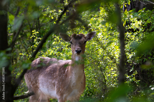 Fototapeta Naklejka Na Ścianę i Meble -  Deer in the forest