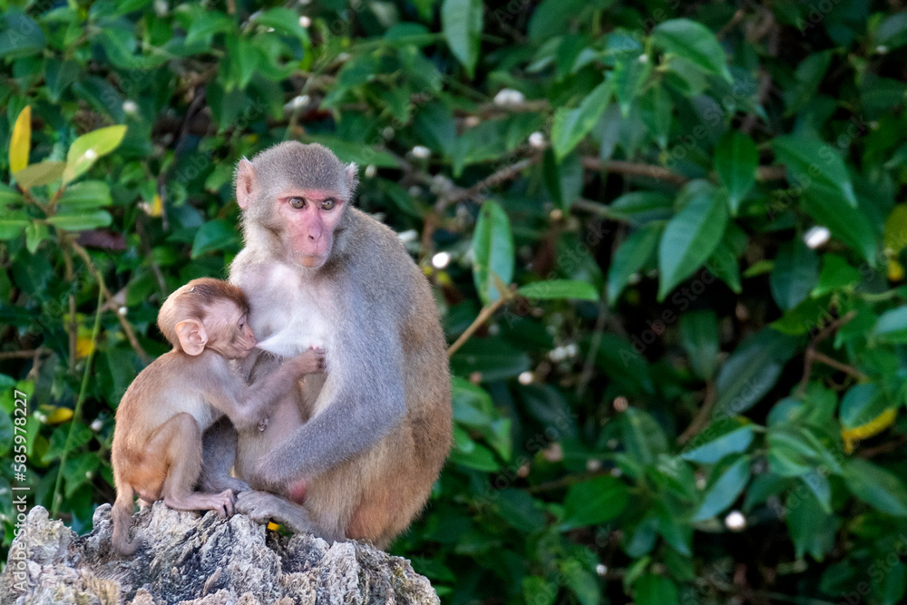 monkey family from sundarban, bangladesh