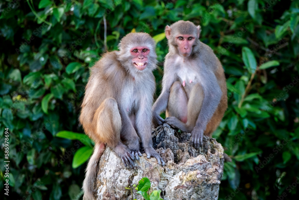 monkey family from sundarban, bangladesh