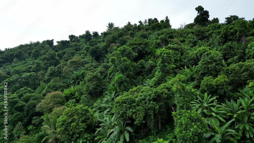 Rising aerial view along lush green tropical jungle on cloudy day Rising aerial view along lush green tropical jungle on cloudy day