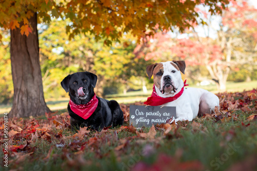 Canvas Print Two dogs sitting in a park in autumn behind a sign that says “our parents are ge