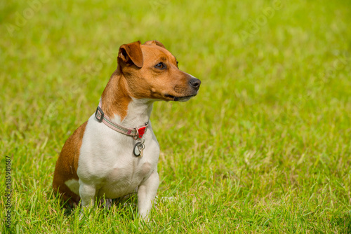 portrait of a jack russell terrier sitting on the grass