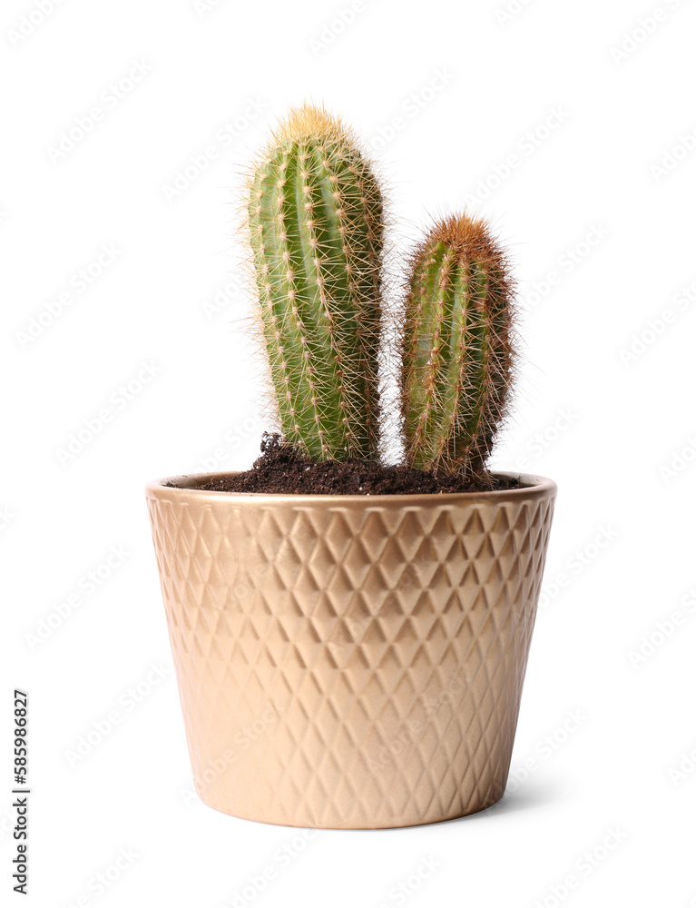 Beautiful green cacti in pot isolated on white Beautiful green cacti in pot isolated on white