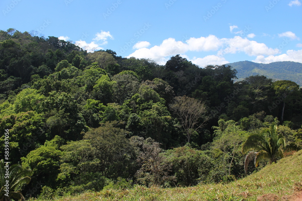 View of a tropical forest found in Costa Rica, Puntarenas, Buenos Aires, Changuena