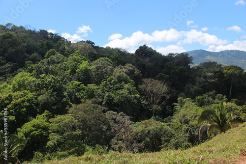 View of a tropical forest found in Costa Rica, Puntarenas, Buenos Aires, Changuena