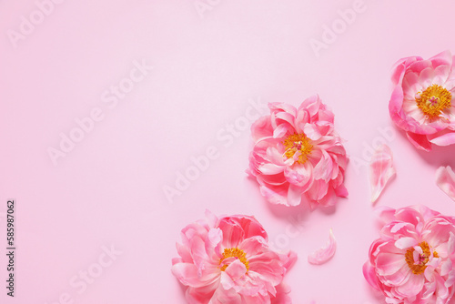 Beautiful peonies on pink background, flat lay. Space for text © New Africa