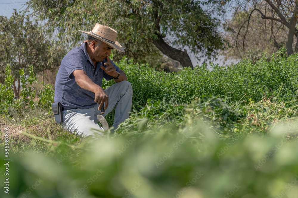 Mexican farmer in the alfalfa harvest