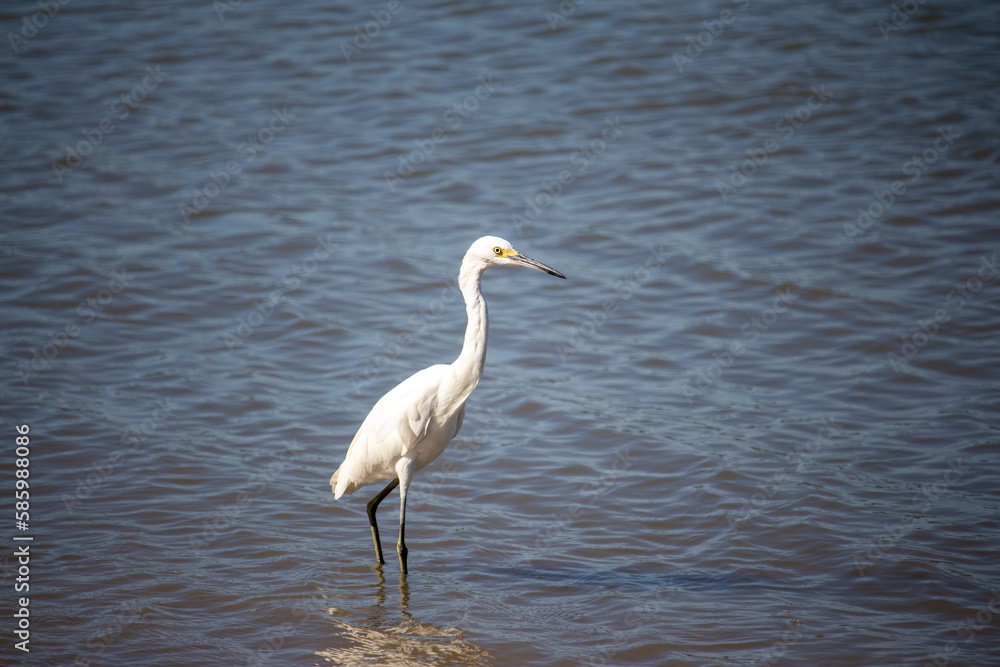 Garça Branca (Egretta thula). Florianópolis. Brasil. Garça Branca (Egretta thula). Florianópolis. Brasil.