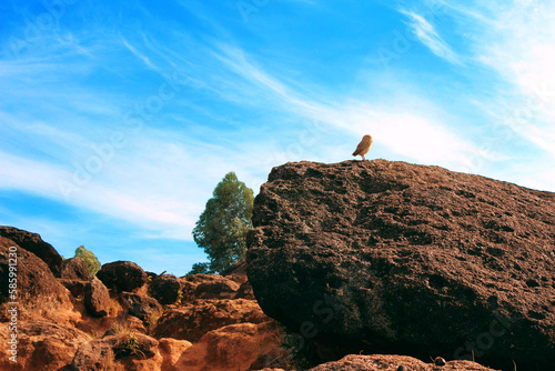 owl on a boulder