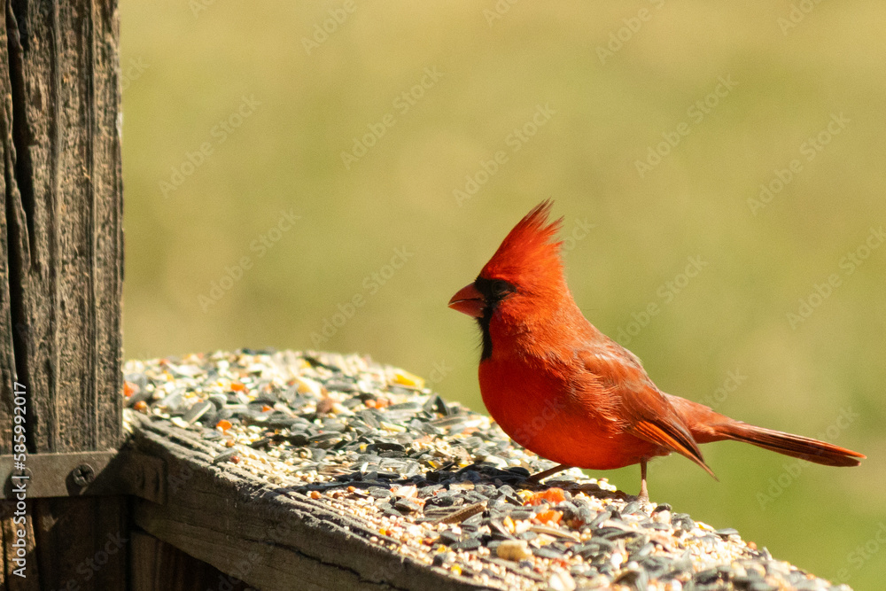 This pretty little male cardinal came to my deck railing the other day ...