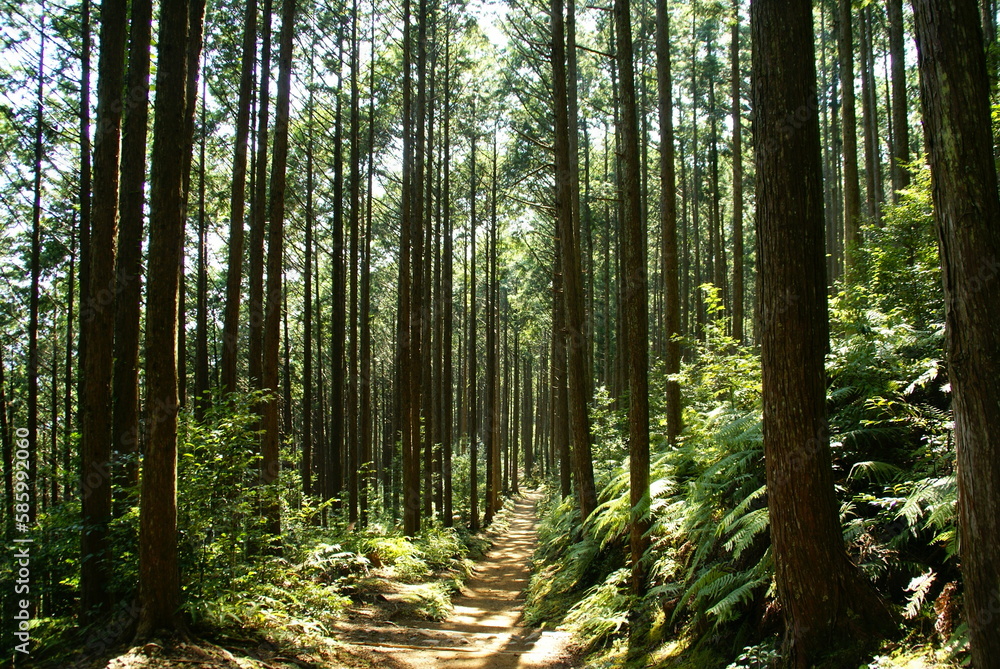 熊野古道・蘇生の森 熊野古道・蘇生の森