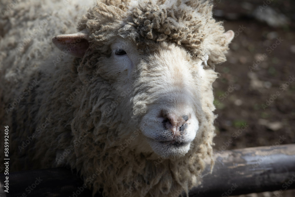 Fototapeta premium 柵から顔を出す羊