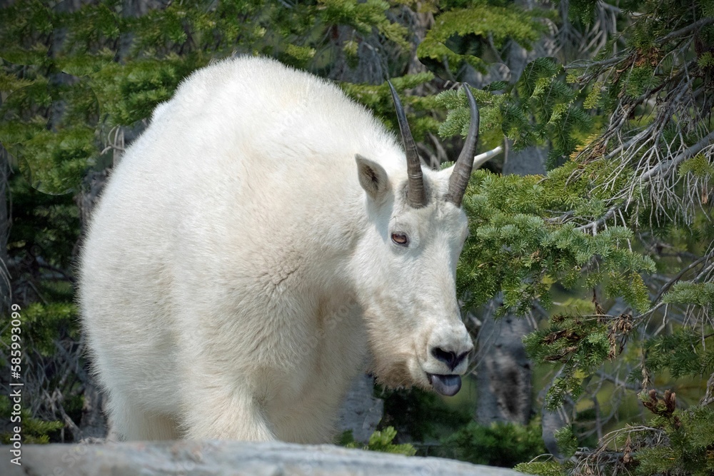 Closeup of the white goat (Capra hircus) with horns grazing in the field surrounded by trees Closeup of the white goat (Capra hircus) with horns grazing in the field surrounded by trees