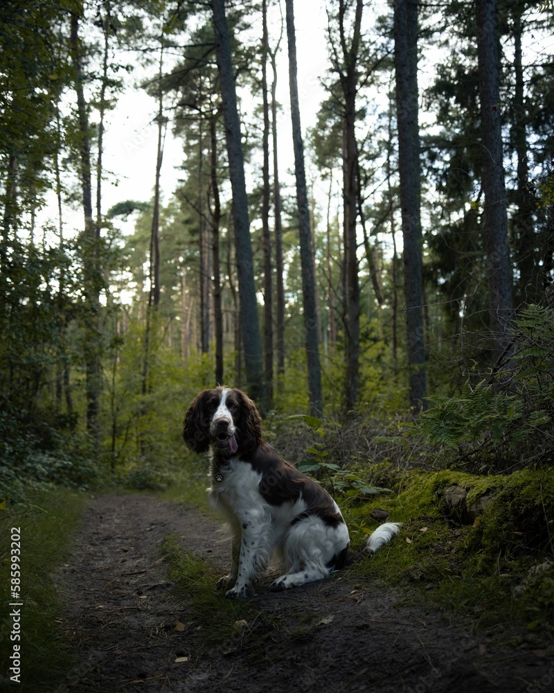 Closeup of an English springer spaniel sitting on the forest trail