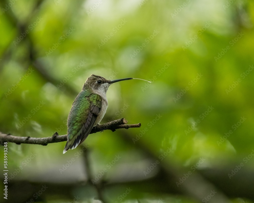 Selective focus shot of a green hummingbird perched on a wooden tree branch Selective focus shot of a green hummingbird perched on a wooden tree branch