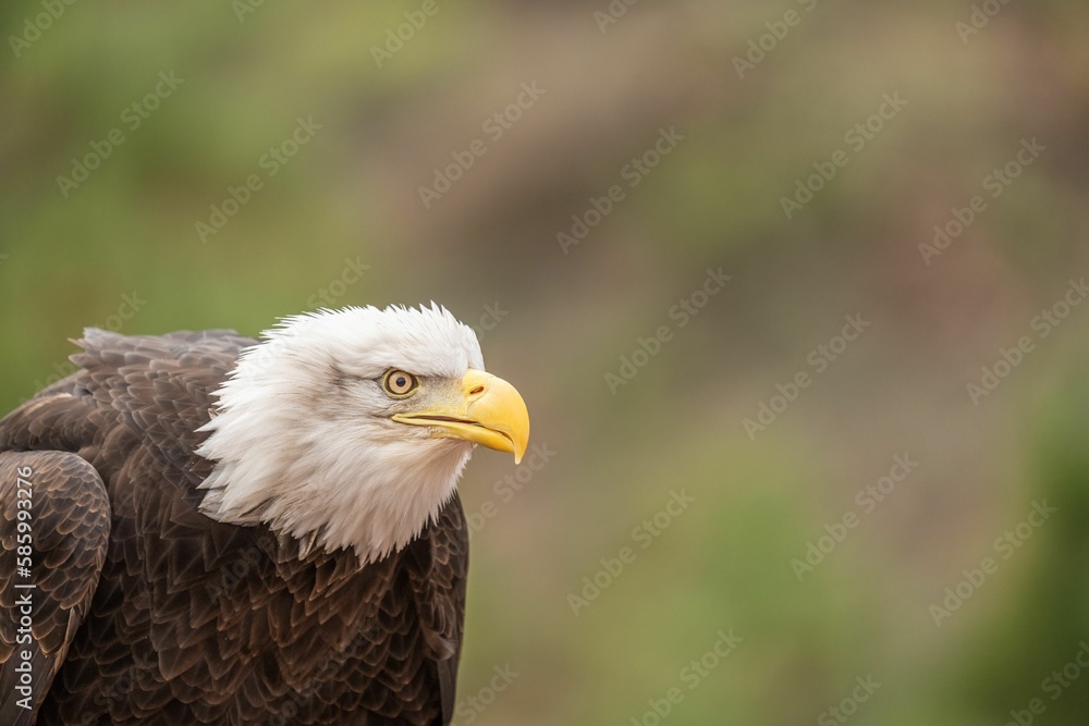 Fototapeta premium Closeup of a bald eagle (Haliaeetus leucocephalus) against blurred background