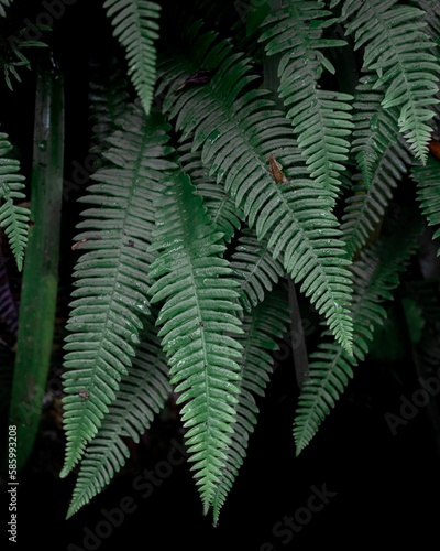 Vertical shot of a beautiful fern blossoming in the garden