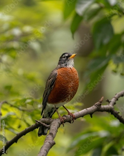 Vertical closeup shot of an American robin perched on a wooden tree branch