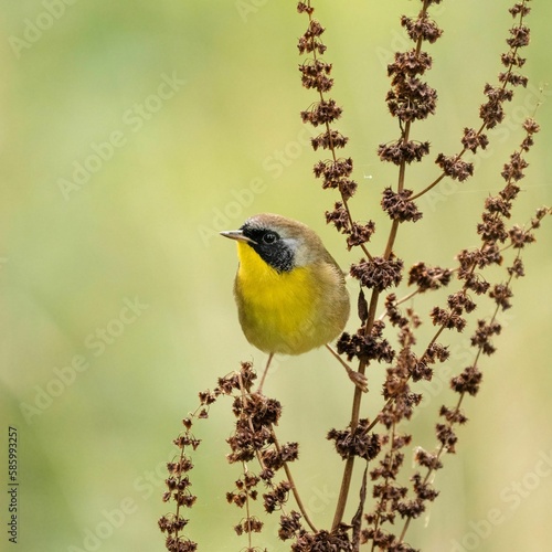 Closeup shot of a common yellowthroat bird perched on a plant photo