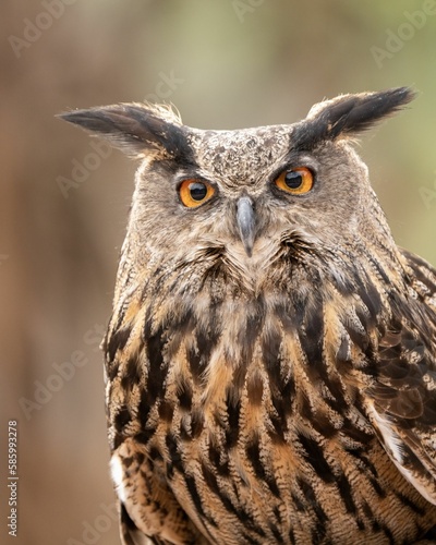 Vertical closeup of an eagle owl  Bubo bubo  against blurred background