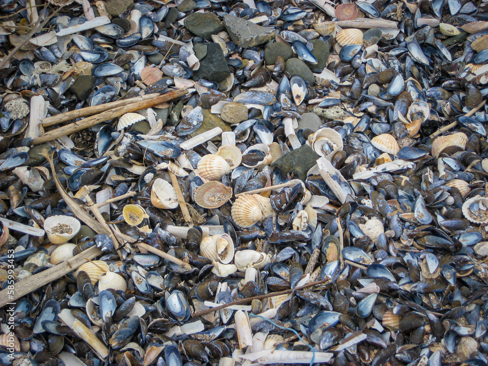 A cluster of seashells on the sea beach.