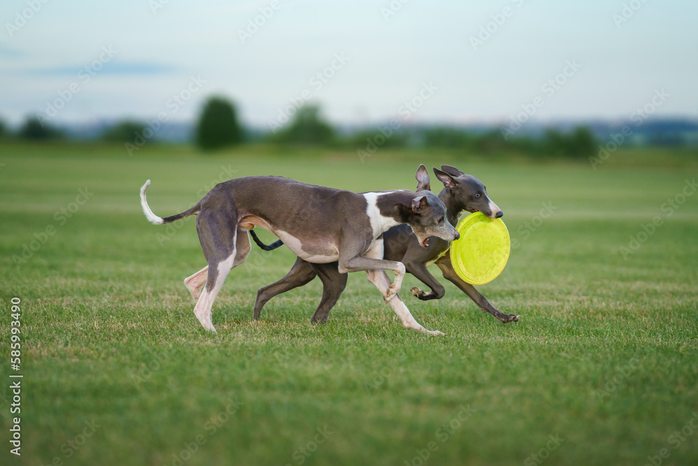 two greyhound dogs run on the lawn. Whippet plays on grass. Active pet