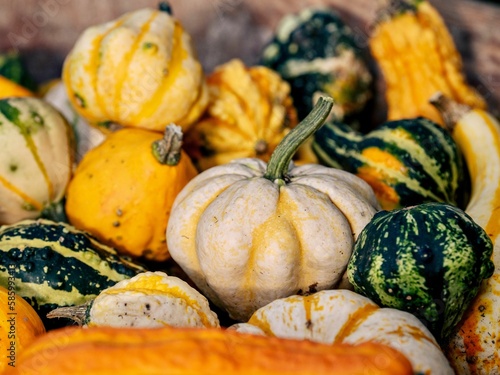 Closeup of harvested pumpkin fruit