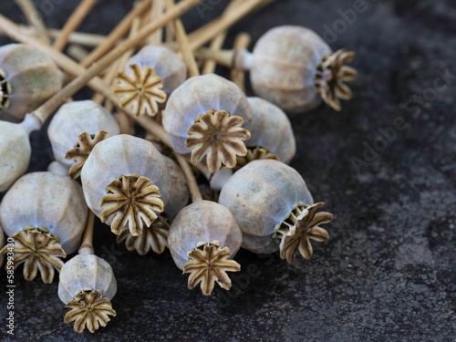 Closeup of bunch of dried poppy pods with stem on wet ground