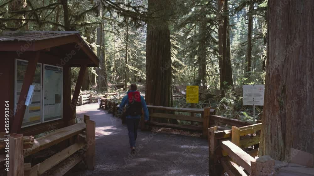 Adventurous male hiker hiking in the Cathedral Grove forest in Vancouver Island in 4K Adventurous male hiker hiking in the Cathedral Grove forest in Vancouver Island in 4K