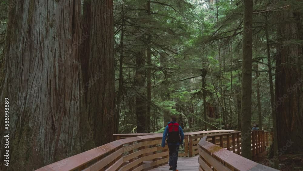 Adventurous male hiker hiking in the Cathedral Grove forest in Vancouver Island in 4K Adventurous male hiker hiking in the Cathedral Grove forest in Vancouver Island in 4K