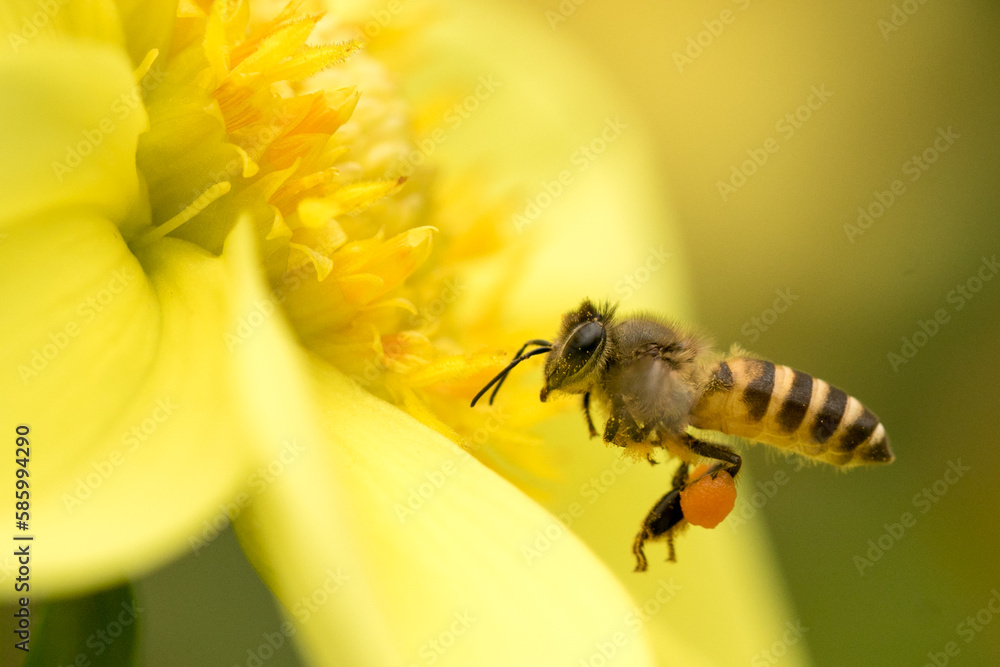 Macro shot of a bee collecting pollen from a yellow flower Macro shot of a bee collecting pollen from a yellow flower