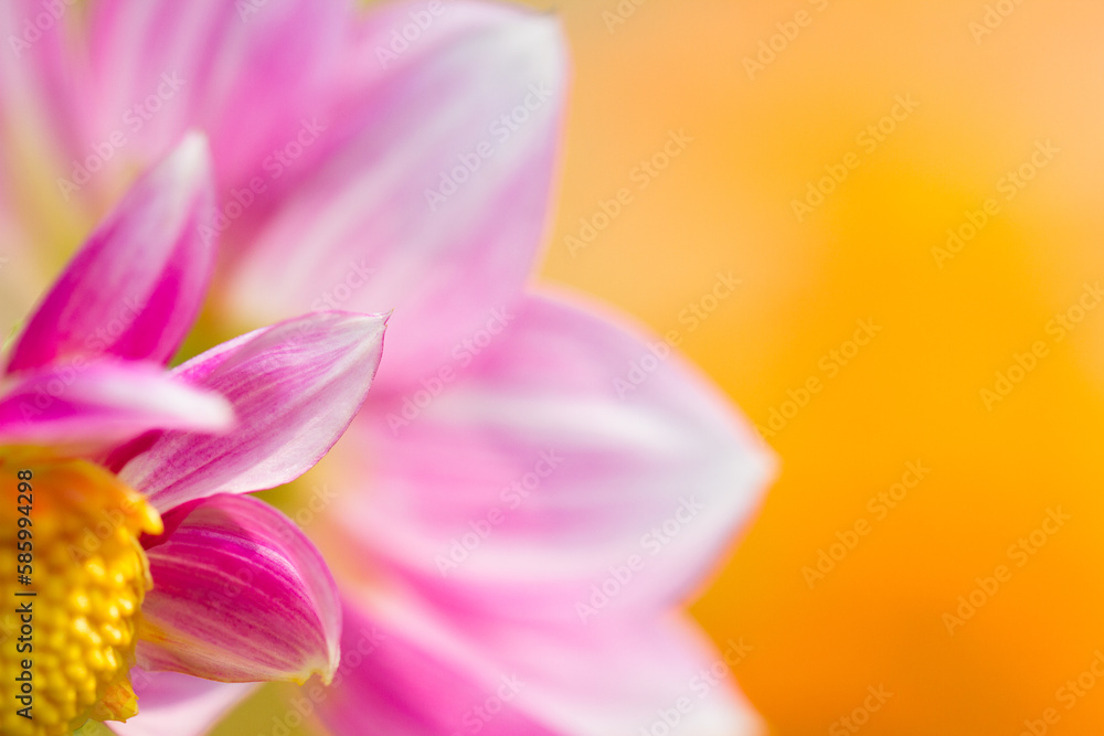 Macro shot of a pink Dahlia Hortensis flower against the blurry orange background
