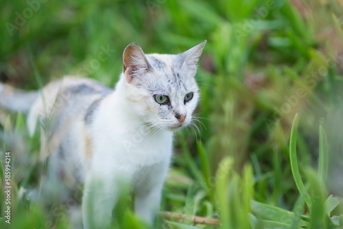 Wallpaper Mural White-grey cat standing on the grasses Torontodigital.ca
