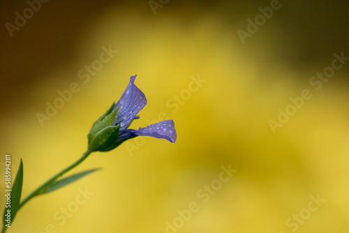 Closeup of a purple flax flower (Linum usitatissimum) with dew photo