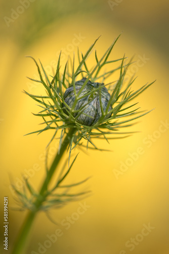 Vertical closeup of a love-in-a-mist flower bud (Nigella damascena)