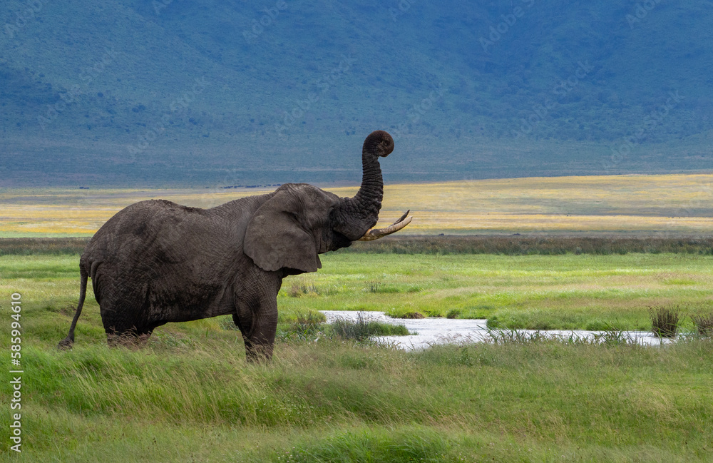 Obraz premium Adult African elephant on a green meadow in Serengeti National Park, Tanzania