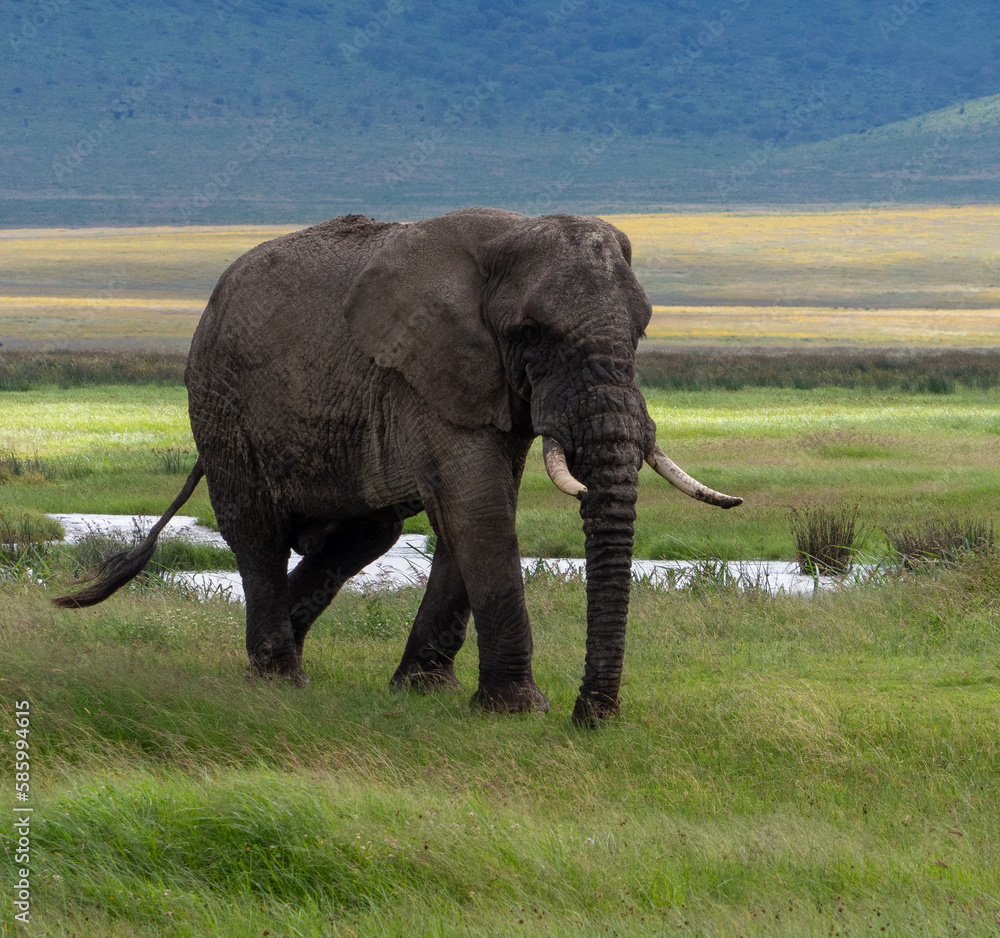 Adult African elephant on a green meadow in Serengeti National Park, Tanzania