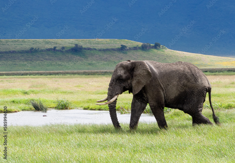 Fototapeta premium Adult African elephant on a green meadow in Serengeti National Park, Tanzania