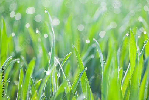 Fresh green grass with dew drops . Nature background. Abstract blurry background. 