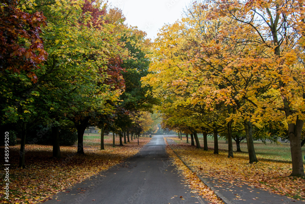 Naklejka premium Landscape of a colorful park with a pedestrian path with yellow trees. Golden autumn.