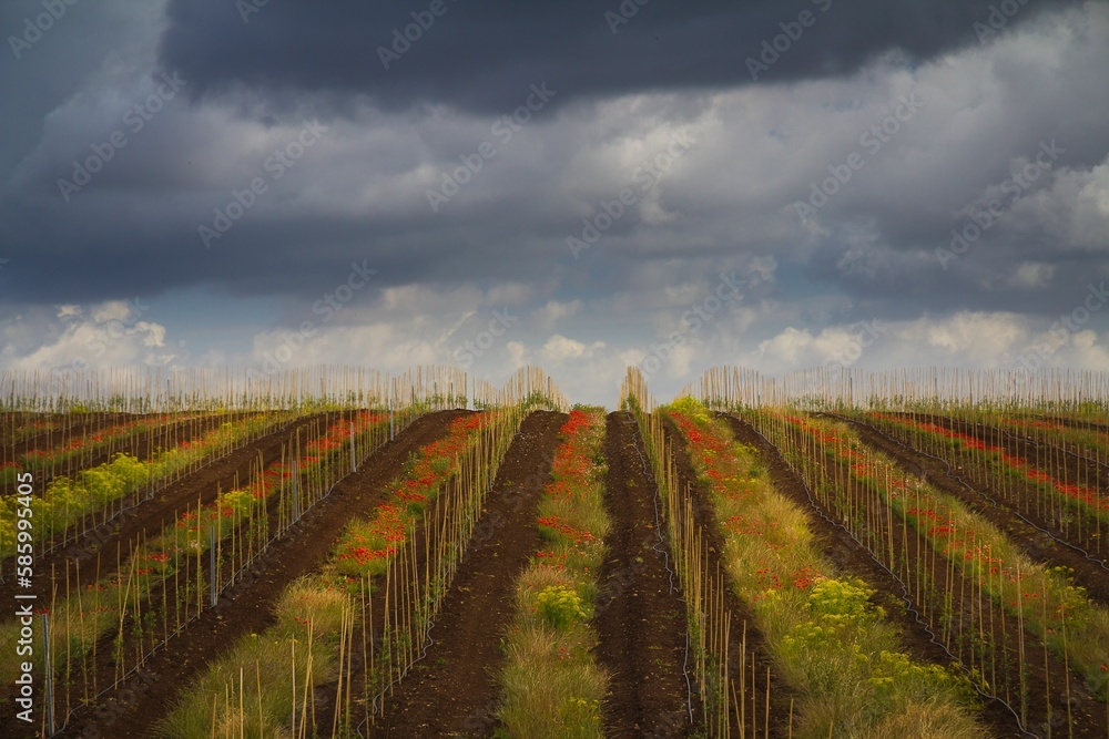 Drone aerial of an autumn vineyard against cloudy sky