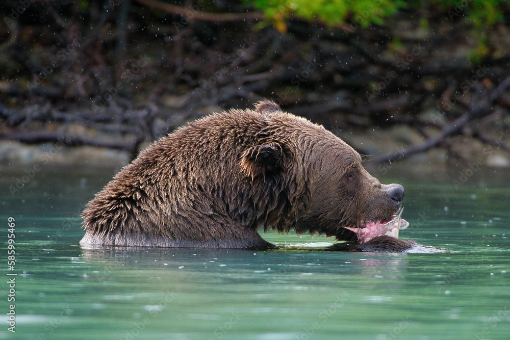 Closeup of the Alaskan Brown Bear (Ursus horribilis) in Lake Clark National Park Alaska Closeup of the Alaskan Brown Bear (Ursus horribilis) in Lake Clark National Park Alaska