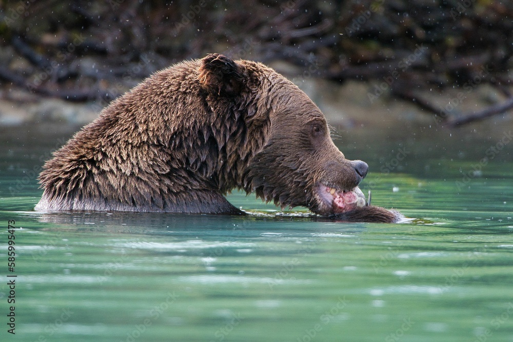 Closeup of the Alaskan Brown Bear (Ursus horribilis) in Lake Clark National Park Alaska Closeup of the Alaskan Brown Bear (Ursus horribilis) in Lake Clark National Park Alaska