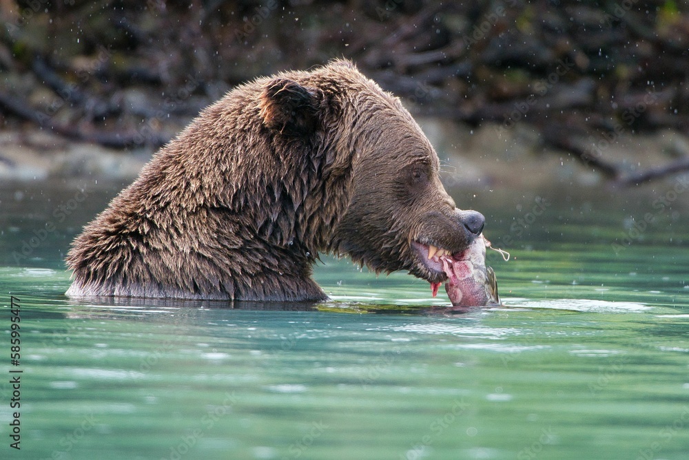 Closeup of the Alaskan Brown Bear (Ursus horribilis) in Lake Clark National Park Alaska Closeup of the Alaskan Brown Bear (Ursus horribilis) in Lake Clark National Park Alaska