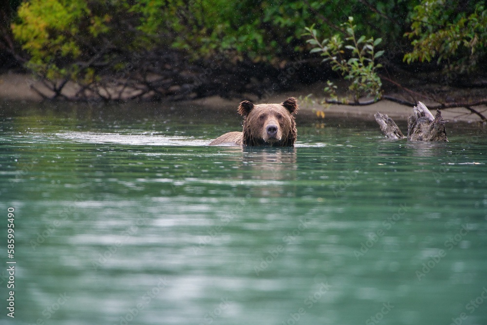 Closeup of an Alaskan Brown Bear (Ursus horribilis) in Lake Clark National Park Closeup of an Alaskan Brown Bear (Ursus horribilis) in Lake Clark National Park